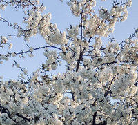 {{{bron-afbeelding}}}